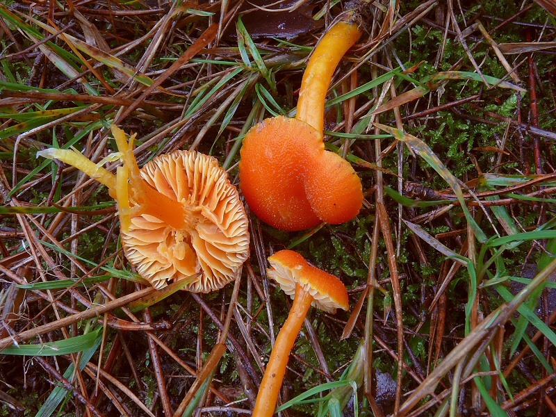 Hygrocybe miniata 03